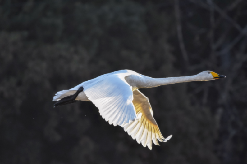 野生鳥(niǎo)類(lèi)
